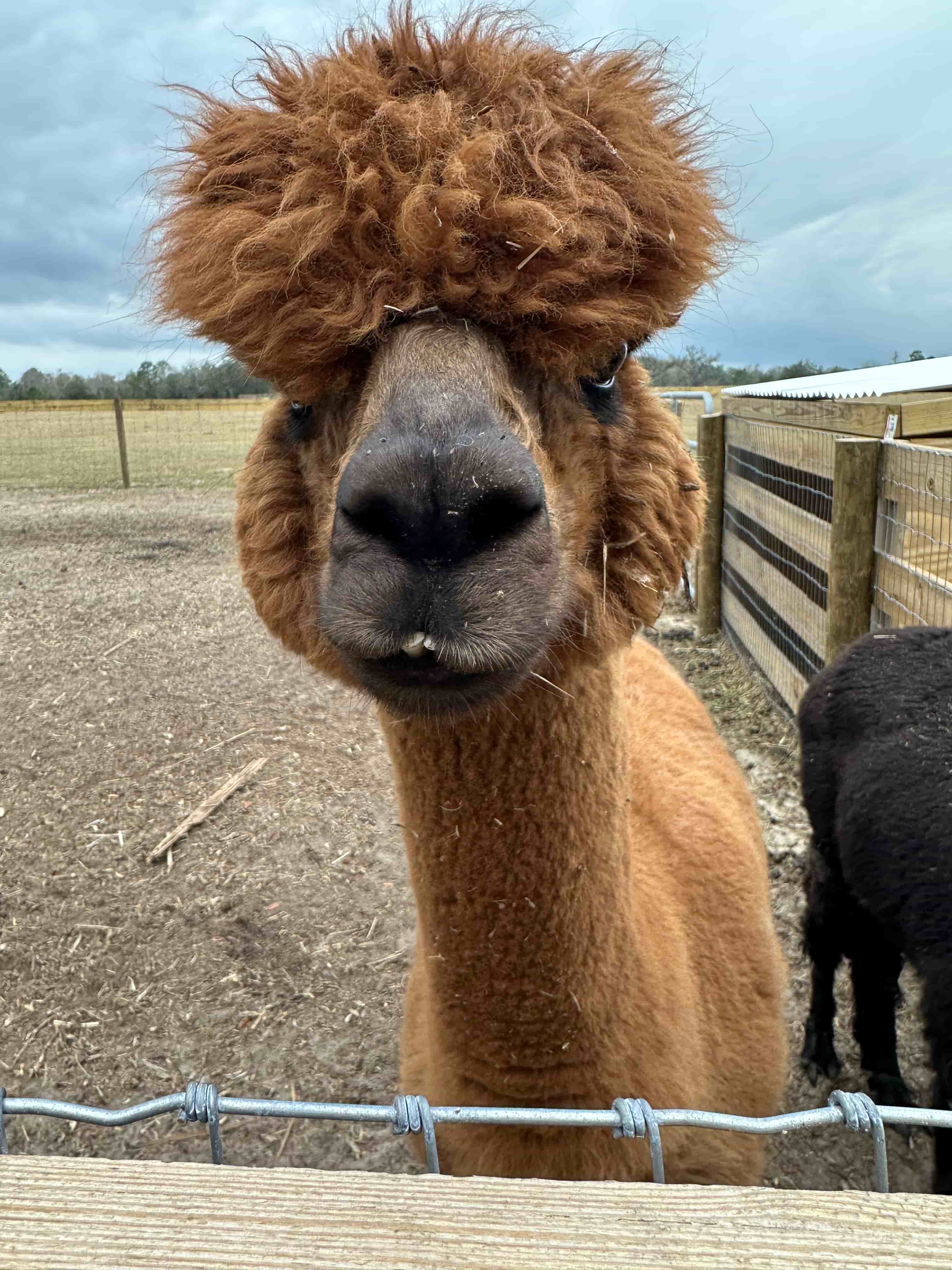Ranch animals