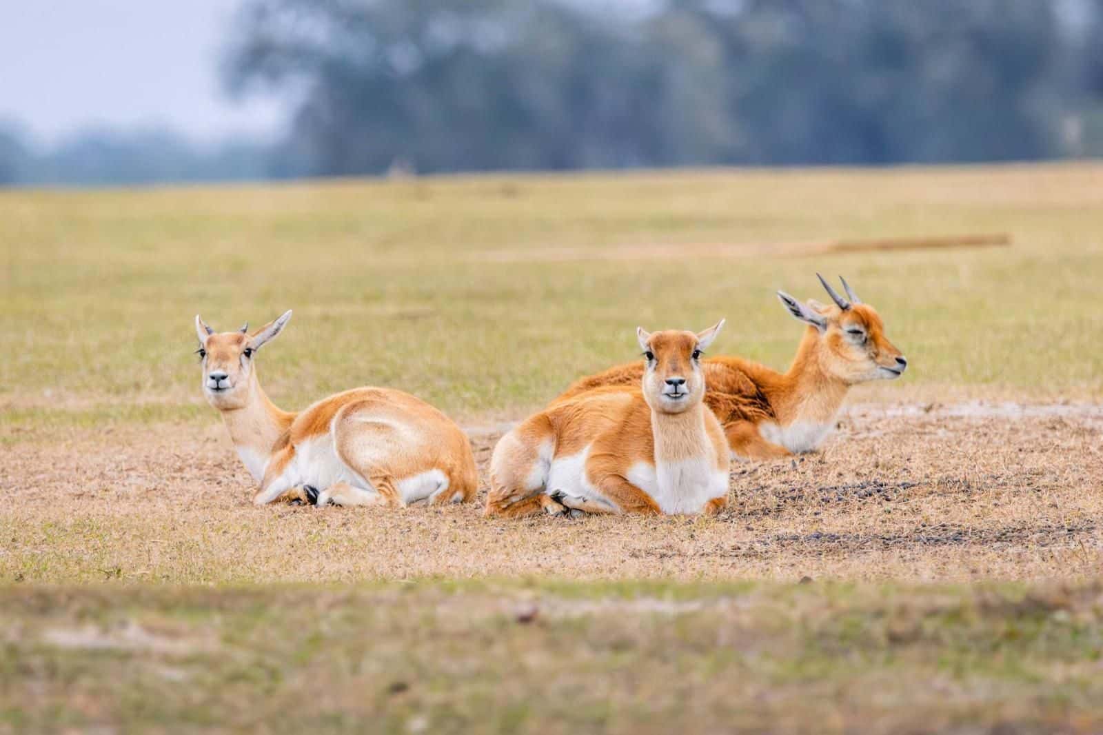 Antelope